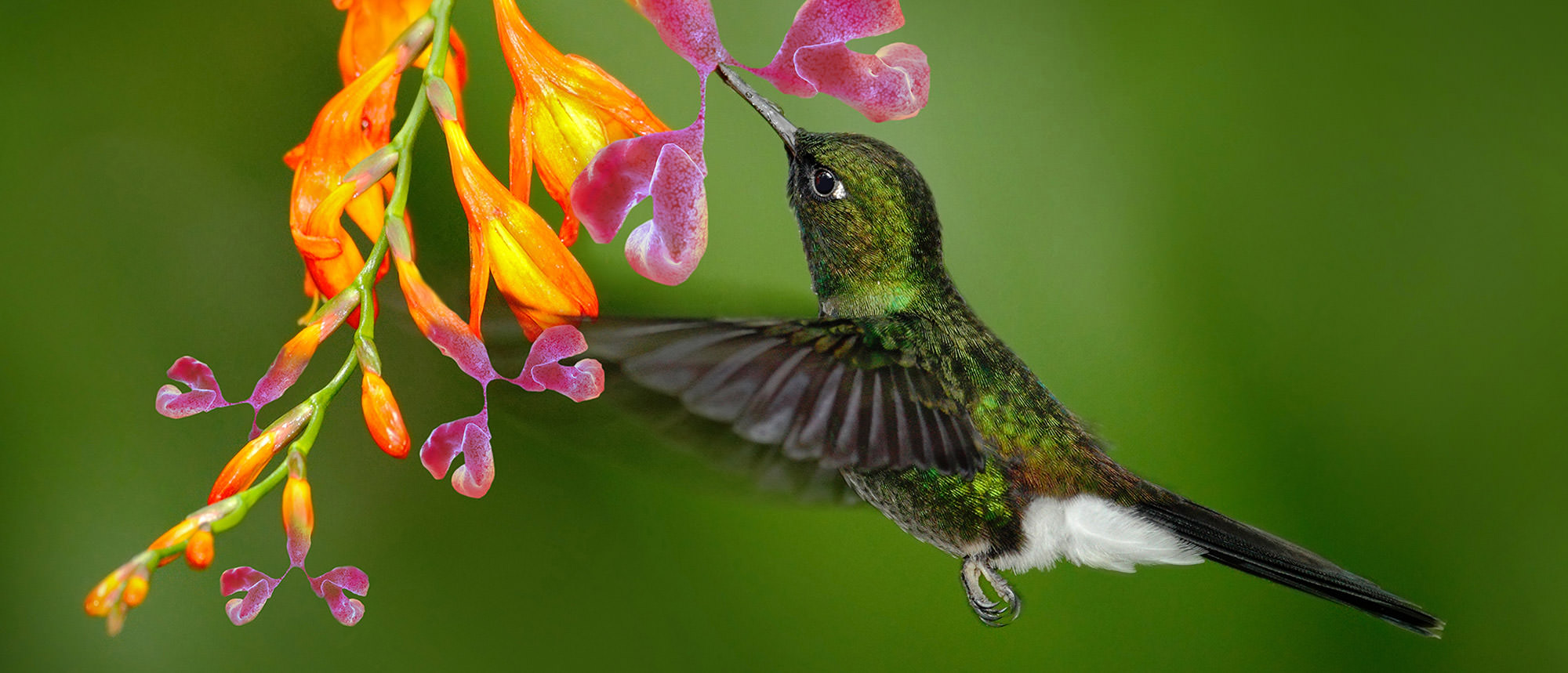 hummingbirdSlide_mini.jpg